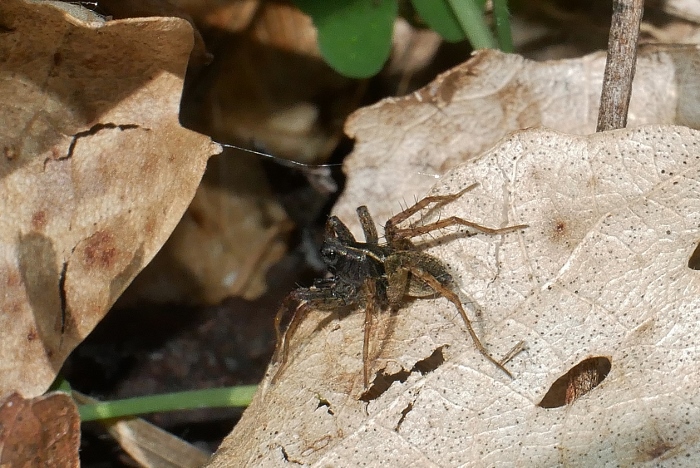 Pardosa sp.?... Pardosa cfr. amentata e Alopecosa sp.